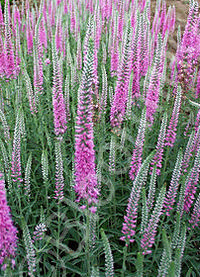 Veronica spicata 'Minuet'                    